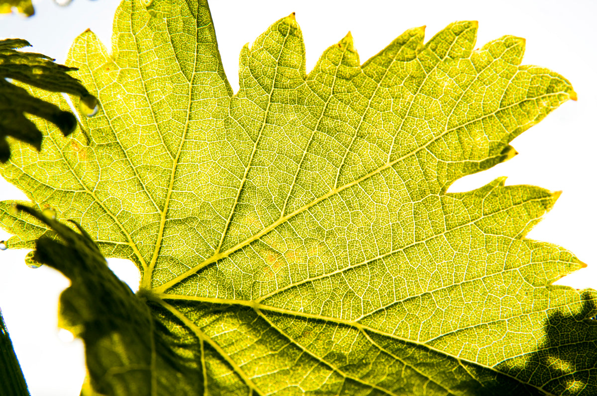 vignes Domaine de Marie