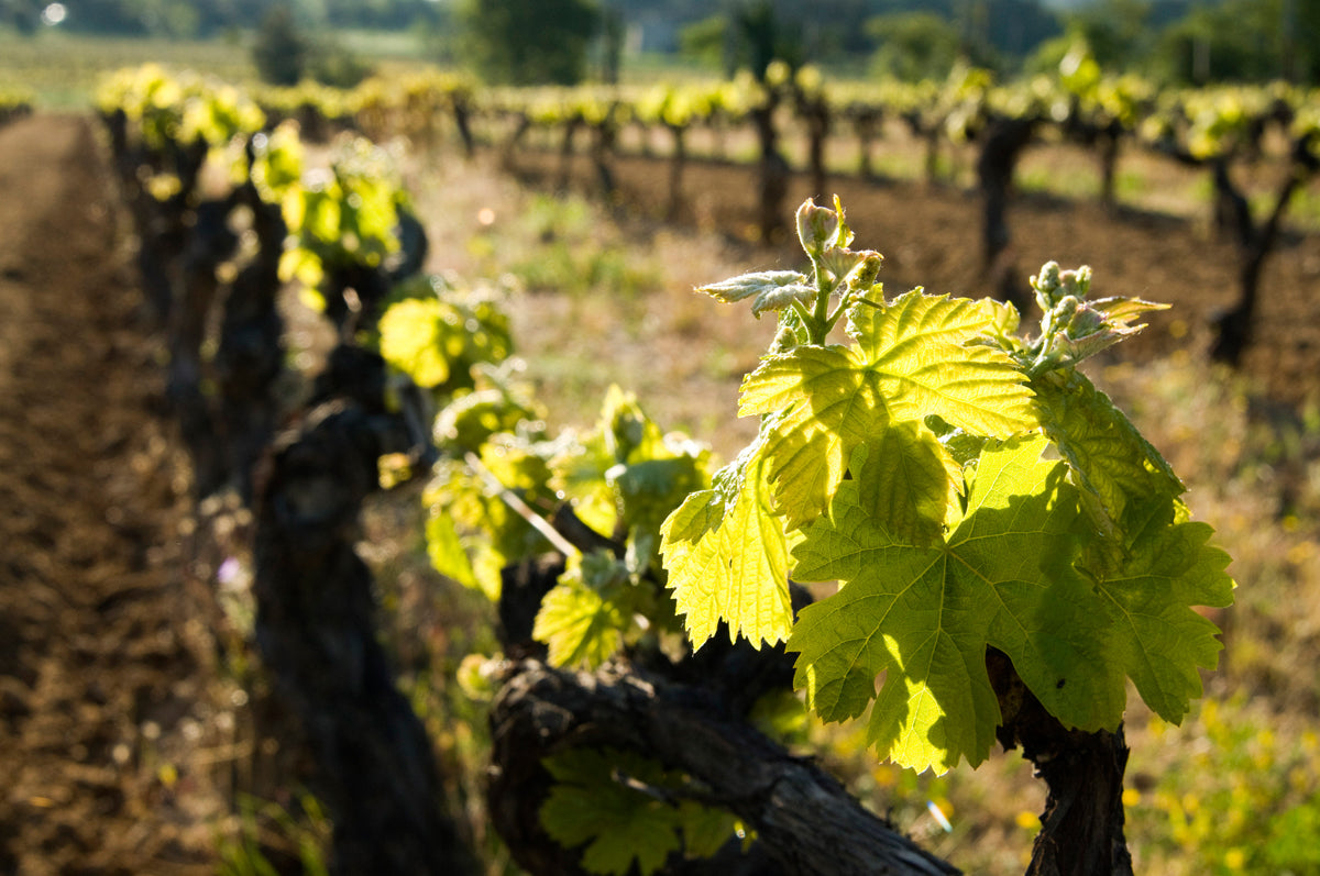 vignes Domaine de Marie