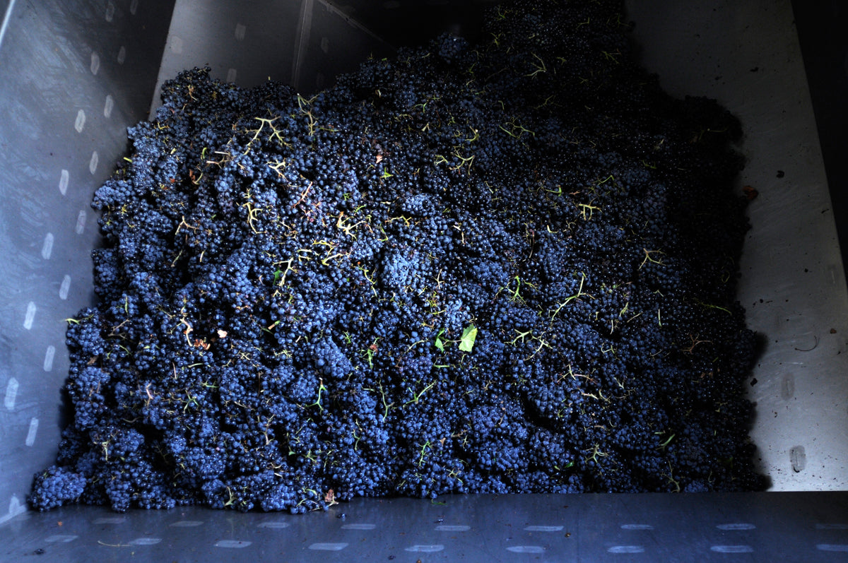 Le chai Domaine de Marie