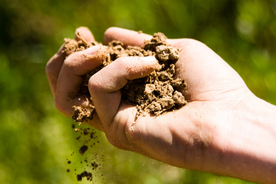 culture Domaine de Marie